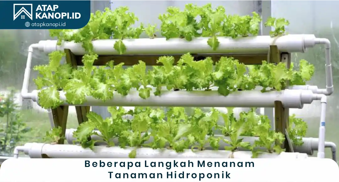 Beberapa Langkah Menanam Tanaman Hidroponik