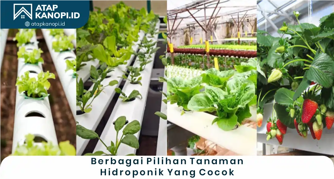 Berbagai Pilihan Tanaman Hidroponik yang Cocok