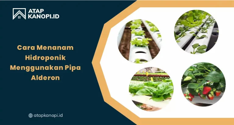 Cara Menanam Hidroponik Menggunakan Pipa Alderon